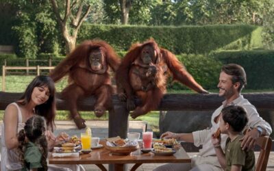 Bali Zoo: Breakfast with the Orangutans